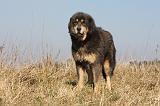 DOGUE DU TIBET 199